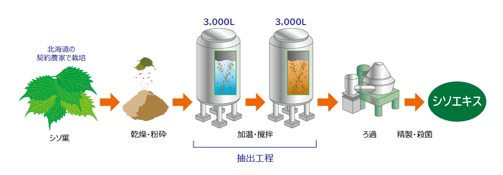 シソエキスの製造工程(シソ葉・乾燥粉砕・加温撹拌・ろ過・精製殺菌)